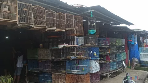 Penjualan Burung Kicau di Pasar Plenongan Menurun Selama Pandemi - GenPI.co