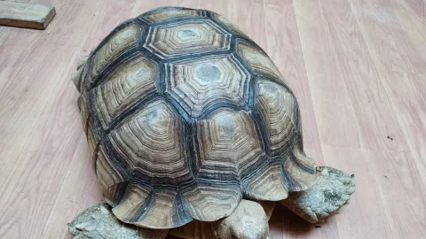 Kura-kura Sulcata Motifnya Keren, Cocok yang Mau Peliharaan Unik - GenPI.co