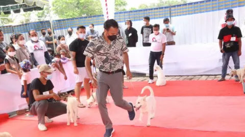 Kontes Anjing Kintamani Diresmikan Bupati Bangli Bali - GenPI.co BALI