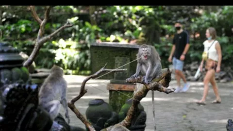 Keanehan Kera Monkey Forest Bali Bikin Media Asing Tercengang - GenPI.co BALI