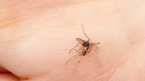 Lima Cara Paling Ampuh Usir Nyamuk dari Rumah - GenPI.co BALI