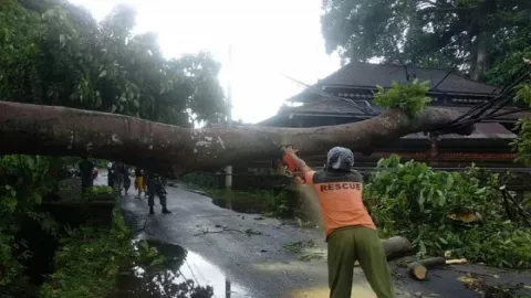 Hujan Besar Bikin Pohon Ini Nyaris Putuskan Jalan Ubud Bali - GenPI.co BALI