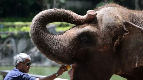 Pandemi Covid-19, Bali Zoo Terapkan Kebijakan Baru Libur Nataru - GenPI.co BALI