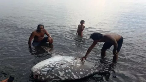 Pantai Buleleng Bali Gempar Gara-gara Ikan Langka Besar Ini - GenPI.co BALI
