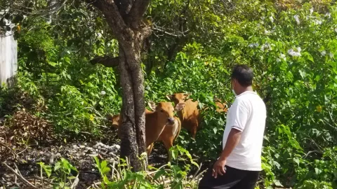 Aparat 2 Desa Denpasar Bali Tertibkan Sapi Peliharaan, Imbas Apa? - GenPI.co BALI