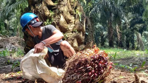 Hapus Tarif Ekspor Kelapa Sawit, Sri Mulyani Bawa Kabar dari Bali - GenPI.co BALI