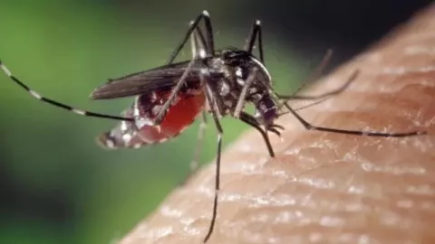 Rawat Pasien Dengue di Rumah, Dokter Minta Hindari Obat Ini - GenPI.co BALI