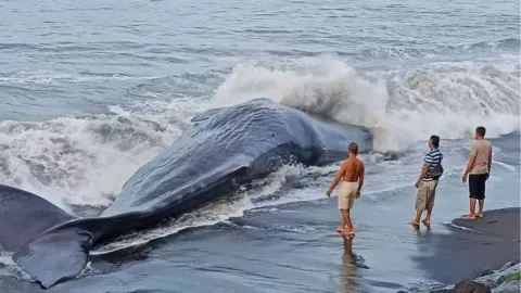 Kronologi Paus Sperma Terdampar di Pantai Yeh Melet, Penyelamatan Sempat Berhasil - GenPI.co BALI