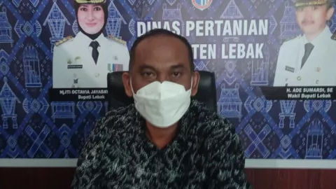 Antisipasi Kelangkaan Gandum, Pemkab Lebak Tanam Sorgum - GenPI.co BANTEN