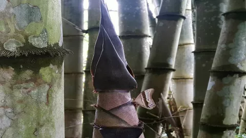 Tidak Banyak yang Tahu, Ini 6 Manfaat Mengejutkan Rebung - GenPI.co BANTEN