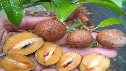 Bakteri Jahat di Pencernaan Tumbang Dilibas Keampuhan Buah Ini - GenPI.co BANTEN