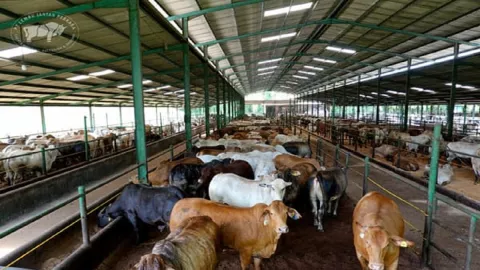 PT Lembu Jantan Siapkan Stok 1.200 Hewan Ternak untuk Idul Adha - GenPI.co BANTEN