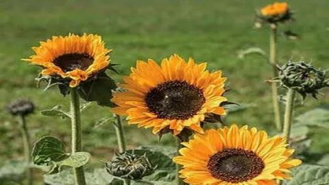 3 Manfaat Biji Bunga Matahari, Ampuh Banget Cegah Diabetes - GenPI.co BANTEN