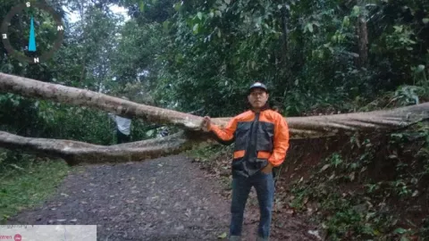 BPBD Lebak Evakuasi Pohon Tumbang di Warunggunung, Lebak - GenPI.co BANTEN