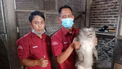 Lukai Pemilik, Petugas BKSDA Lumpuhkan Monyet dengan Obat Bius - GenPI.co BANTEN