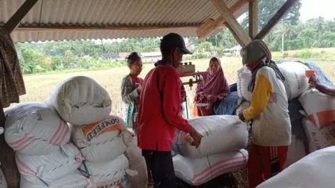 Produksi Padi Surplus, Petani di Lebak Ketiban Durian Runtuh - GenPI.co BANTEN