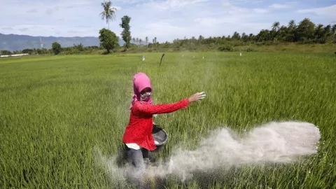 Kekurangan Pupuk NPK, Distan Banten Minta Petani Pakai Pupuk Organik - GenPI.co BANTEN