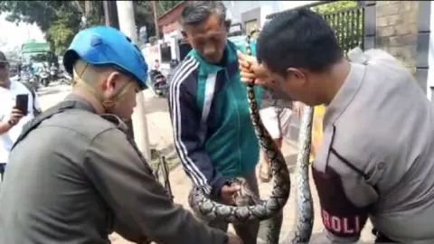 Ular Sanca 3 Meter di SMAN 2 Tangsel Bikin Warga Geger - GenPI.co BANTEN