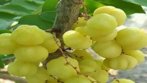 Tidak Banyak yang Tahu, Ini Khasiat Buah Cermai untuk Kesehatan - GenPI.co BANTEN