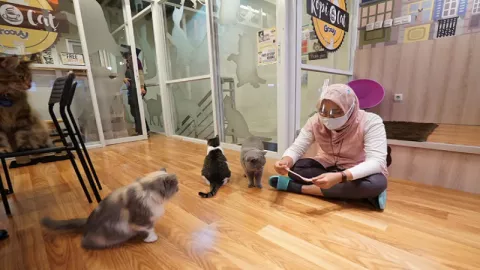 Seru, Ngopi Sambil Ditemani Kucing-kucing Lucu - GenPI.co