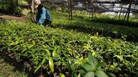 Kabar Gembira Guys! KLH Beri Bibit Tanaman Buah Gratis - GenPI.co