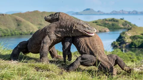 Tiket Masuk Pulau Komodo untuk Wisatawan Asing Rp 14 Juta  - GenPI.co