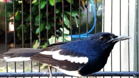 5 Langkah Mudah Menjodohkan Burung Kacer, Cobalah! - GenPI.co