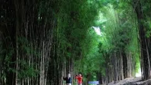 Hutan Bambu Keputih, Taman Instagramable yang Dulunya TPA - GenPI.co
