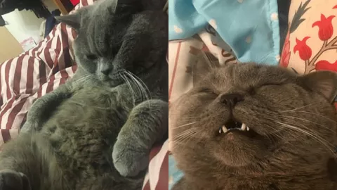 Kucing Jantan Nyaris Mati, Kencani 5 Betina Semalam di Pet Hotel - GenPI.co