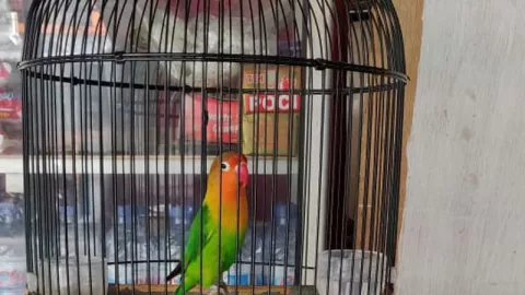 4 Langkah Sederhana Perawatan Harian Burung Lovebird - GenPI.co