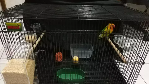 4 Jenis Makanan Agar Burung Lovebird Ngekek Panjang - GenPI.co