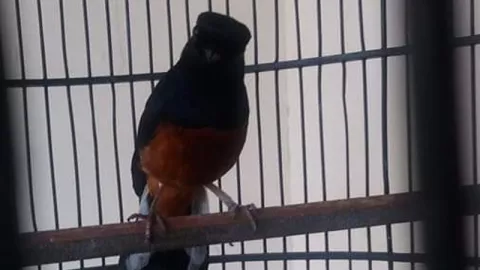 6 Cara Merawat Burung Murai Batu Jelang Lomba, Semoga Gacor! - GenPI.co