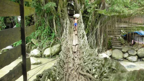 Unik lagi Kukuh, Jembatan Tua dari Akar Pohon Beringin di Sumbar - GenPI.co