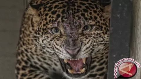 Heboh, 4 Macan Tutul Berkeliaran di Permukiman Warga - GenPI.co