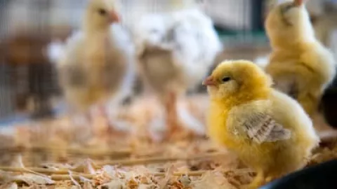 Cegah Siswa Main Gadget, Pemkot Bandung Sebarkan Ribuan Ayam - GenPI.co