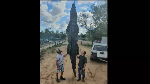 Sakit Perut Karena Hal Tak Biasa, Buaya di Australia Ini Mati - GenPI.co