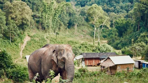 Gajah Mengamuk di Aceh, Puluhan Orang Mengungsi - GenPI.co