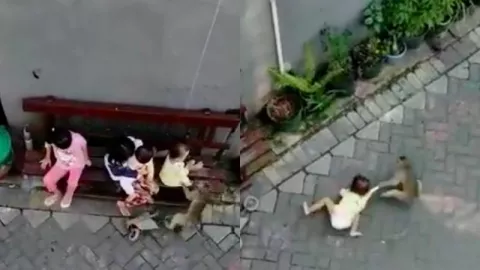 Seram, Video Rekam Seekor Monyet Seret Anak Balita - GenPI.co