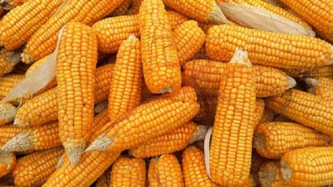 Jagung Manis Ampuh Cegah Kanker Paru-paru - GenPI.co