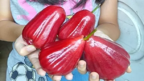 Makan Jambu Air Bisa Turunkan Kolesterol - GenPI.co