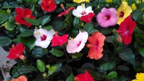 Tak Hanya Cantik, 3 Bunga Berikut Ampuh Usir Asap di dalam Rumah - GenPI.co