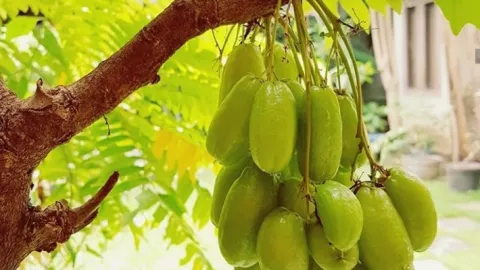 Khasiat Belimbing Wuluh untuk Wanita, Bisa Buat Pria Nggak Kedip - GenPI.co