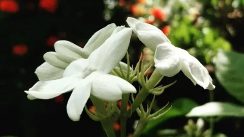Selain Wangi, Bunga Melati Juga Bermanfaat Bagi Kesehatan - GenPI.co