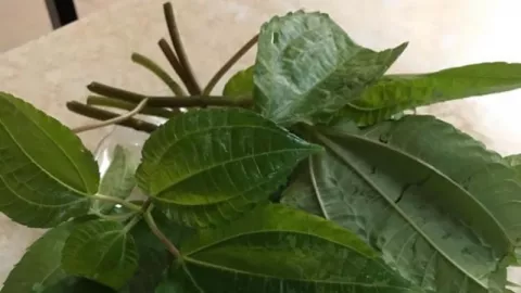 Daun Poh-Pohan Cegah Kepikunan Dini, Banyak yang Berhasil lho! - GenPI.co