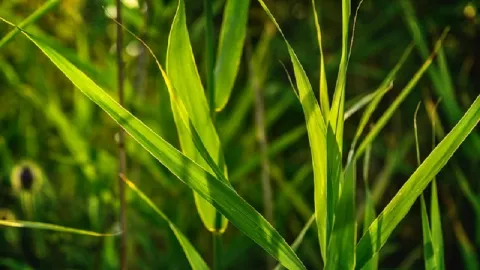 Rebusan Akar Alang-alang Manjur Pecahkan Kencing Batu - GenPI.co