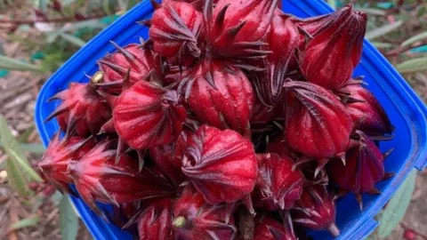Terlihat Cantik, Bunga Rosella Juga Punya Segudang Manfaat - GenPI.co