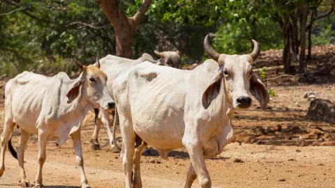 Aneh, Urin Sapi Dikira Bisa Sembuhkan Infeksi COVID-19 - GenPI.co