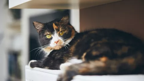 Kucing dengan COVID-19 Ditemukan di Belgia, Bisa Tulari Manusia? - GenPI.co