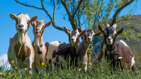 Katanya, Penemu Kopi adalah Kambing - GenPI.co