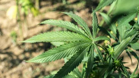 Ganja Solusi Sembuhkan Epilepsi, Benar Nggak Sih? - GenPI.co